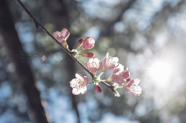 Free download sakura flower tree flower da lat free picture to be edited with GIMP free online image editor