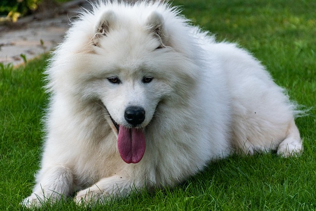 Free download samoyed dog pet canine animal free picture to be edited with GIMP free online image editor