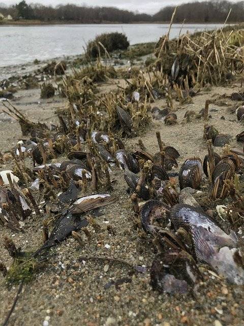 免费下载 Sand Beach Ocean - 可使用 GIMP 在线图像编辑器编辑的免费照片或图片