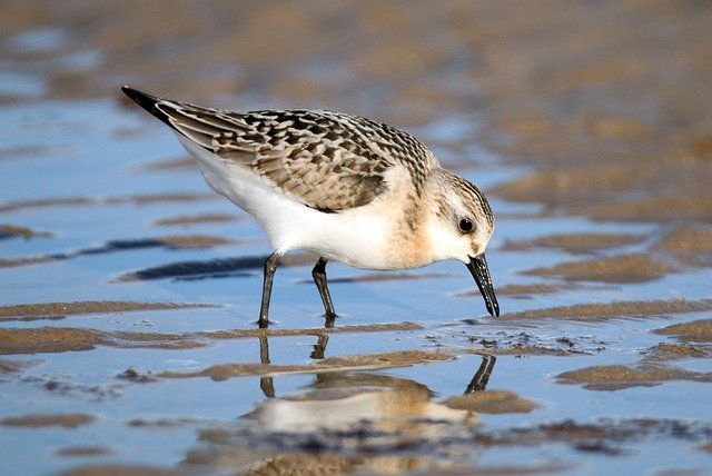 دانلود رایگان Sanderling Bird Beach North - عکس یا تصویر رایگان قابل ویرایش با ویرایشگر تصویر آنلاین GIMP