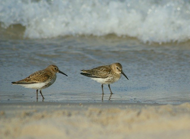 Free download sandpiper ac waders variables free picture to be edited with GIMP free online image editor