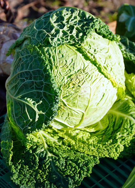 Free download savoy cabbage vegetable food free picture to be edited with GIMP free online image editor