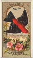 Free download Scarlet Tanager, from the Birds of America series (N4) for Allen & Ginter Cigarettes Brands free photo or picture to be edited with GIMP online image editor