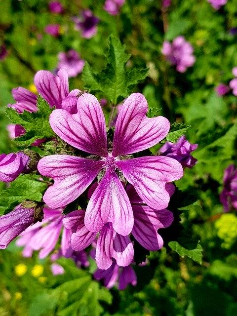 تنزيل مجاني للمنح الدراسية Flower Plant - صورة أو صورة مجانية لتحريرها باستخدام محرر الصور عبر الإنترنت GIMP