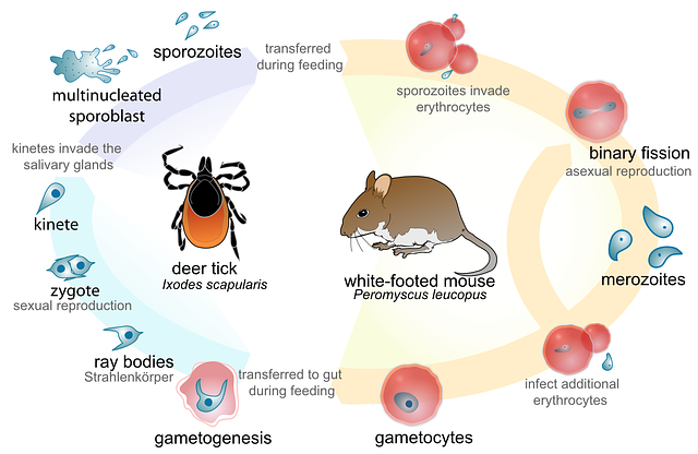 Free download Science Cycle Biology - Free vector graphic on Pixabay free illustration to be edited with GIMP free online image editor