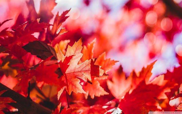 Autumn Wallpaper  from Chrome web store to be run with OffiDocs Chromium online