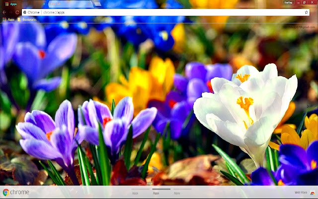 Blue Flower Colorful Crocus  from Chrome web store to be run with OffiDocs Chromium online