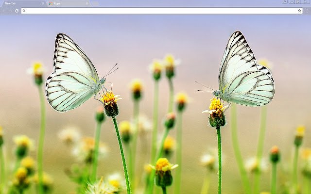 Butterfly Heaven dari toko web Chrome akan dijalankan dengan OffiDocs Chromium online