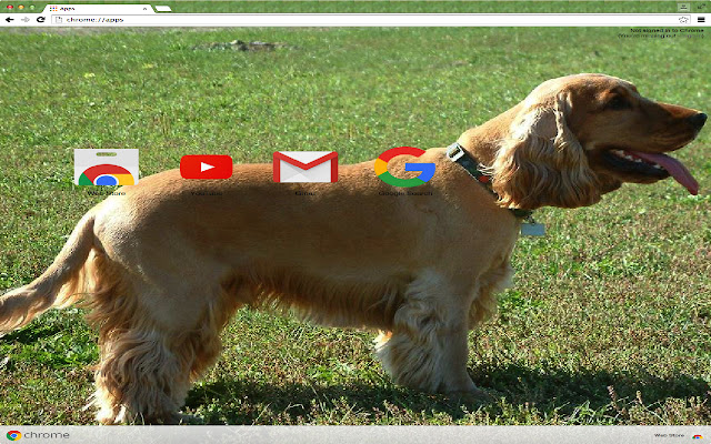 Cocker Spaniel Theme mula sa Chrome web store na tatakbo sa OffiDocs Chromium online