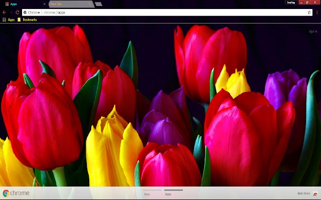 Colorful Flower Red Tulip 1366*768 de Chrome web store para ejecutarse con OffiDocs Chromium en línea