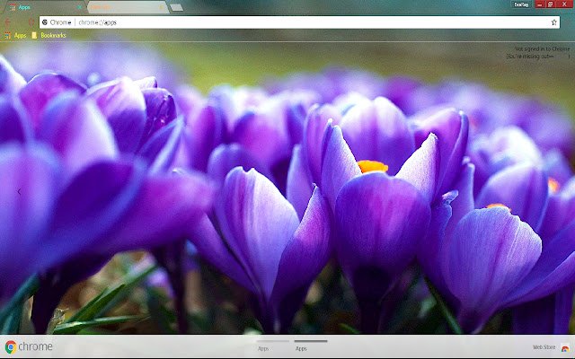 Crocus Flower Green  from Chrome web store to be run with OffiDocs Chromium online