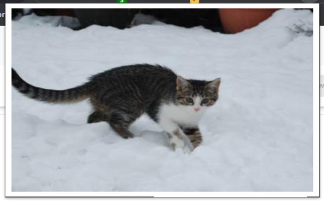 daily cats  from Chrome web store to be run with OffiDocs Chromium online