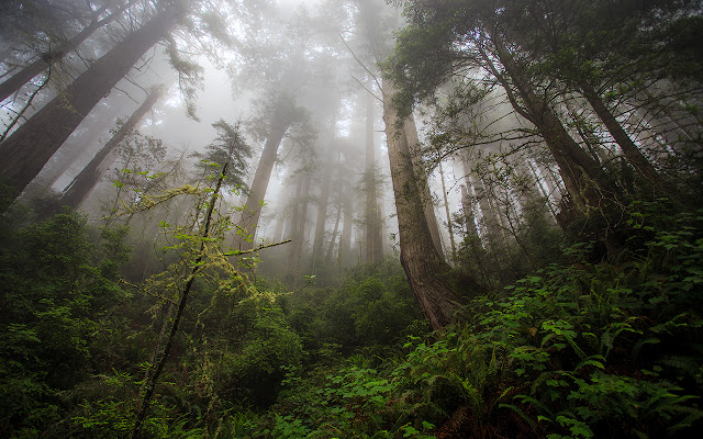 Damnation Creek Trail 1280x800 ze sklepu internetowego Chrome do uruchomienia z OffiDocs Chromium online