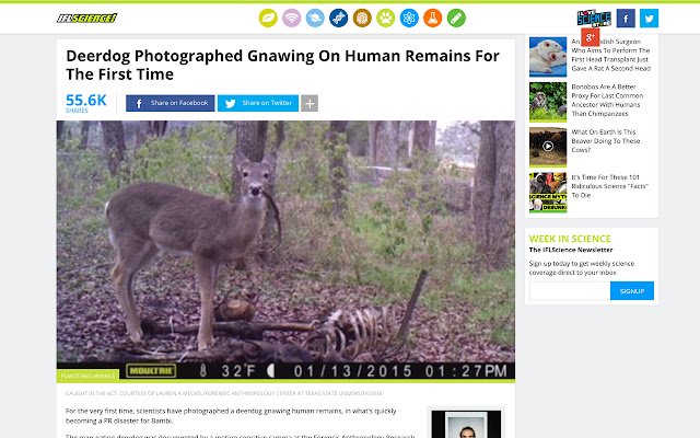 Deer to Deerdog  from Chrome web store to be run with OffiDocs Chromium online