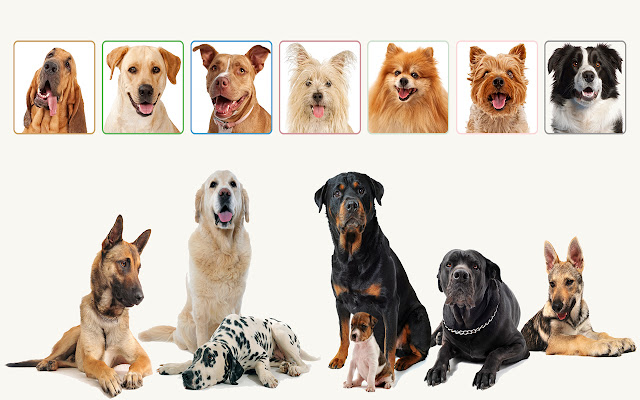 Dogs Collage  from Chrome web store to be run with OffiDocs Chromium online