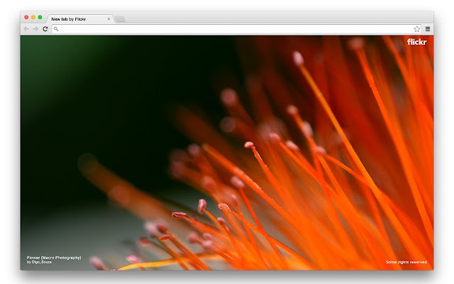 Tab Flickr dari toko web Chrome untuk dijalankan dengan OffiDocs Chromium online