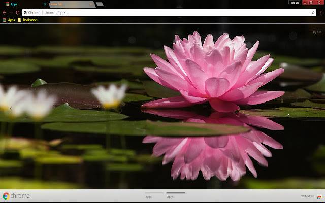 Flower Lily Pink Reflection من متجر Chrome الإلكتروني ليتم تشغيله باستخدام OffiDocs Chromium عبر الإنترنت