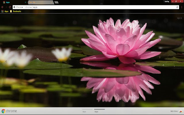 Flower Lily Pink Reflection  from Chrome web store to be run with OffiDocs Chromium online