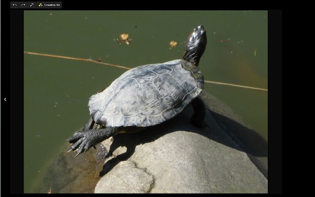 G+ Lightbox Hide Maximize Icon  from Chrome web store to be run with OffiDocs Chromium online