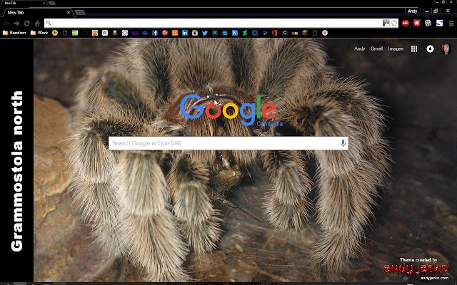 Grammostola north Tarantula 2  from Chrome web store to be run with OffiDocs Chromium online