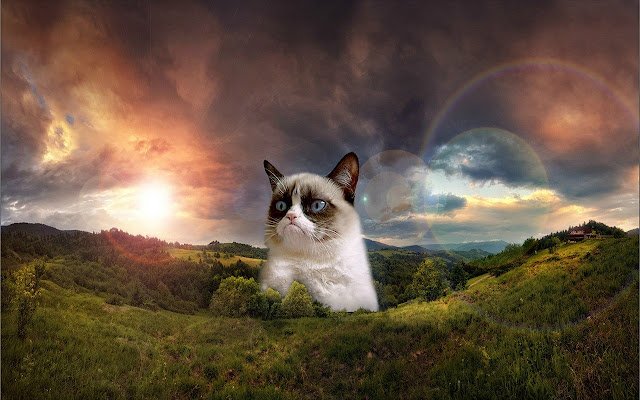 Grumpy Cat  from Chrome web store to be run with OffiDocs Chromium online