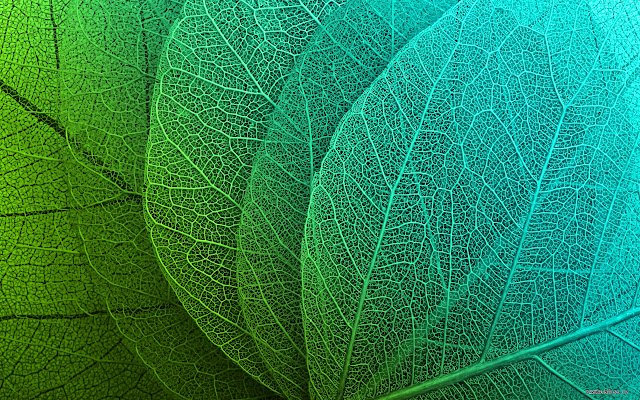 Leaf Structure  from Chrome web store to be run with OffiDocs Chromium online