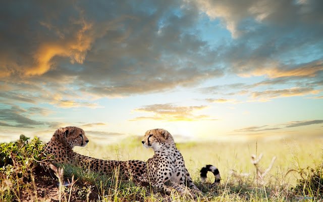 Leopards  from Chrome web store to be run with OffiDocs Chromium online