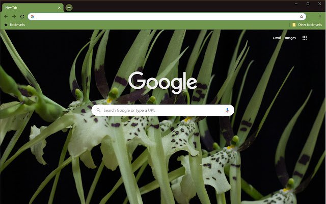 Lone Orchid III  from Chrome web store to be run with OffiDocs Chromium online