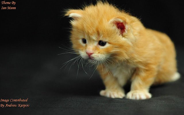 Orange Kitten  from Chrome web store to be run with OffiDocs Chromium online