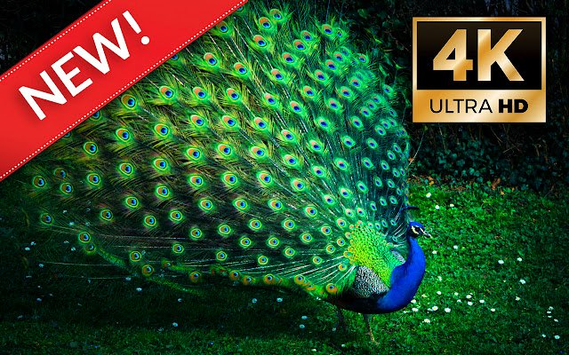 Peacocks HD Wallpapers Custom New Tab  from Chrome web store to be run with OffiDocs Chromium online