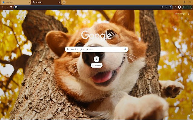 Pembroke welsh corgi  from Chrome web store to be run with OffiDocs Chromium online