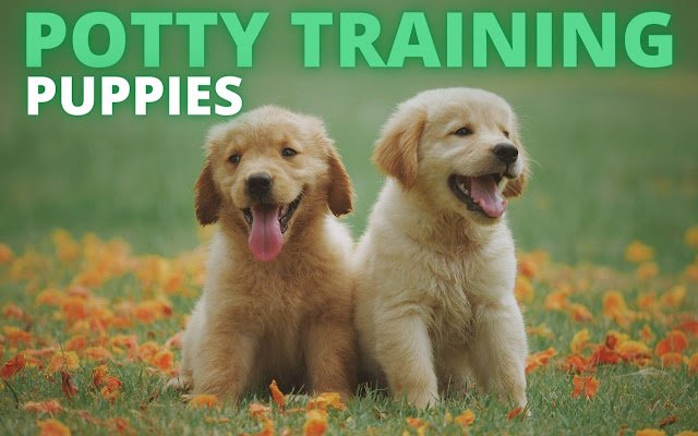 Potty Training Puppy  from Chrome web store to be run with OffiDocs Chromium online