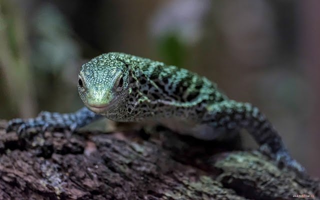 Reptile  from Chrome web store to be run with OffiDocs Chromium online