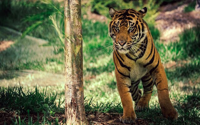 Royal bengal tiger2  from Chrome web store to be run with OffiDocs Chromium online