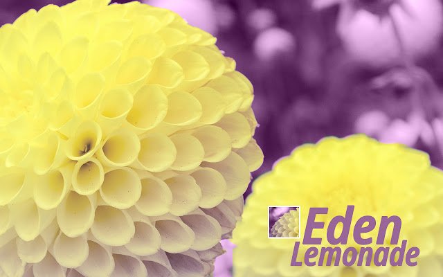 San Francisco Eden Lemonade Dahlias  from Chrome web store to be run with OffiDocs Chromium online