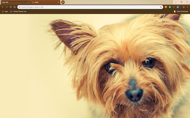 Silky Terrier  from Chrome web store to be run with OffiDocs Chromium online