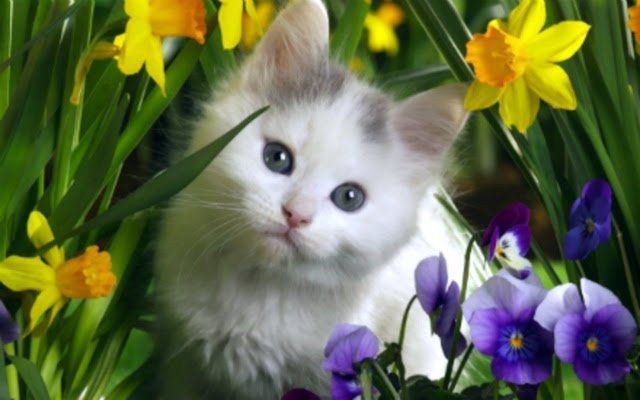 Smell The Flowers  from Chrome web store to be run with OffiDocs Chromium online