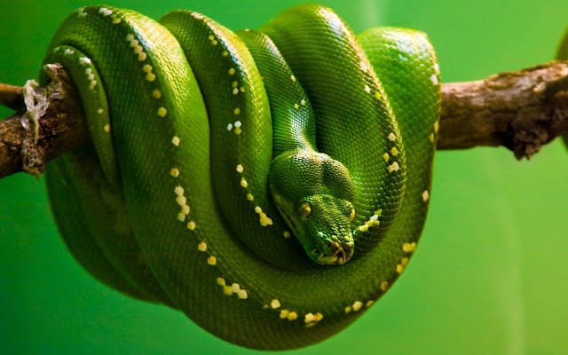 Snake Theme  from Chrome web store to be run with OffiDocs Chromium online