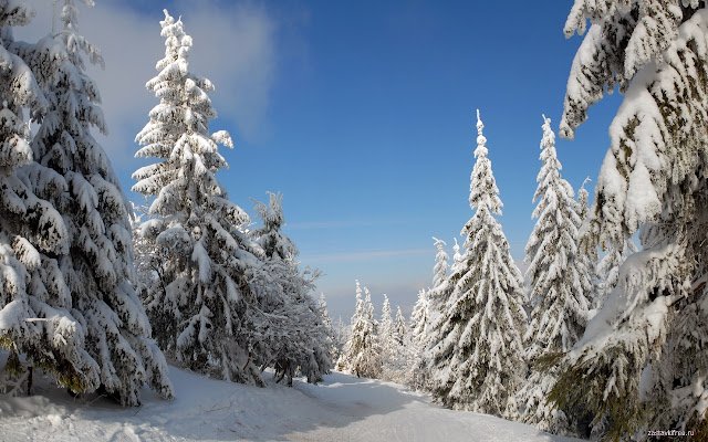 Snowy Trees  from Chrome web store to be run with OffiDocs Chromium online