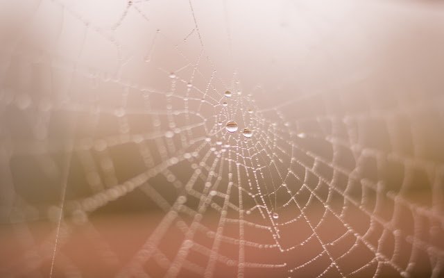 Spider Wet Web  from Chrome web store to be run with OffiDocs Chromium online