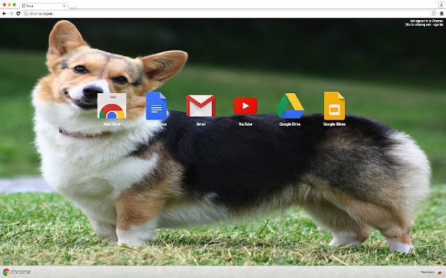 Welsh Corgi Theme  from Chrome web store to be run with OffiDocs Chromium online