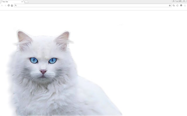 White Angora Cat Theme  from Chrome web store to be run with OffiDocs Chromium online