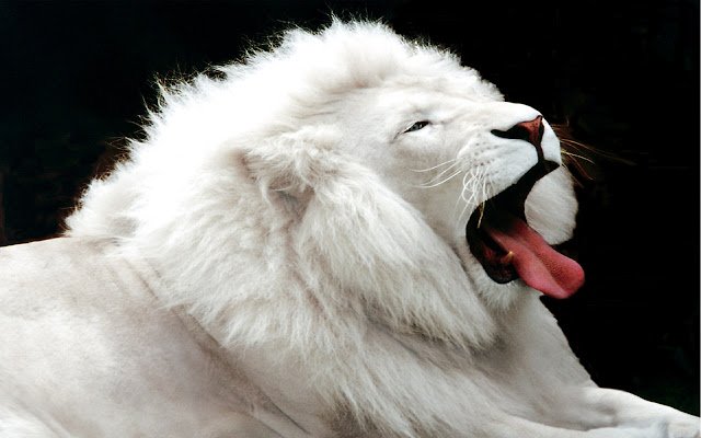 White Lion  from Chrome web store to be run with OffiDocs Chromium online