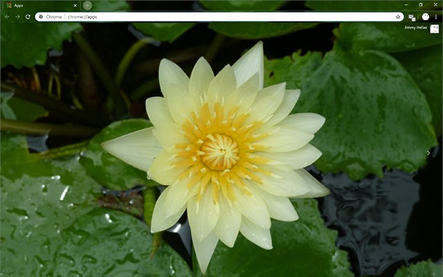 Yellow Lotus Flower  from Chrome web store to be run with OffiDocs Chromium online