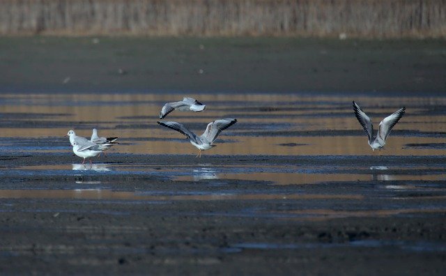 Free download seagull bird avian wings flight free picture to be edited with GIMP free online image editor