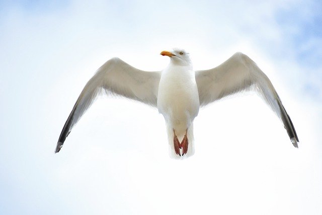 Free download seagull bird in flight sky nature free picture to be edited with GIMP free online image editor