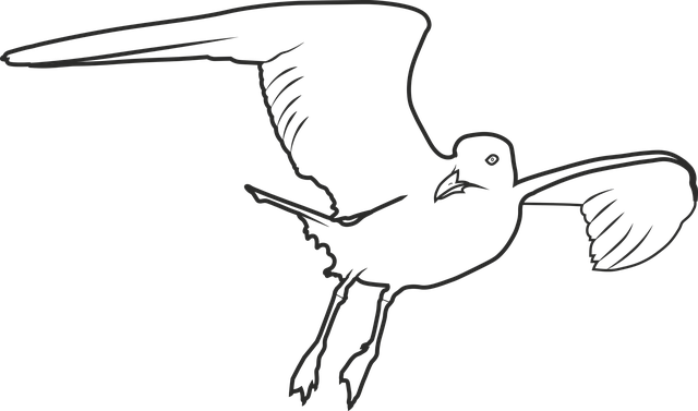 Free download Seagull Bird Sea - Free vector graphic on Pixabay free illustration to be edited with GIMP free online image editor