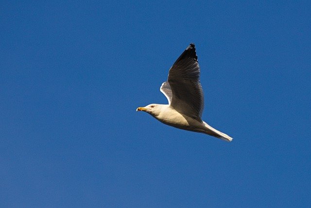 Free download seagull flight bird ornithology free picture to be edited with GIMP free online image editor