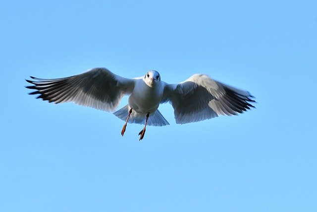 Free download seagull in flight bird sky blue free picture to be edited with GIMP free online image editor