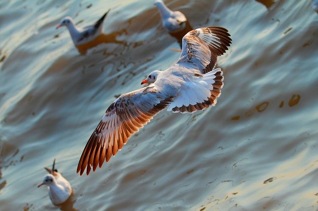 Free download seagull open wings beautiful colors free picture to be edited with GIMP free online image editor